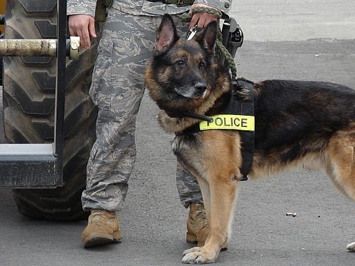 Police dog on duty at Elmendorf Air Force Base, Alaska.