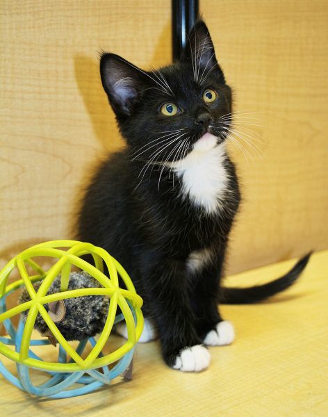 An attendance-incentivizing kitten awaits the arrival of frosty students. Wikimedia Commons